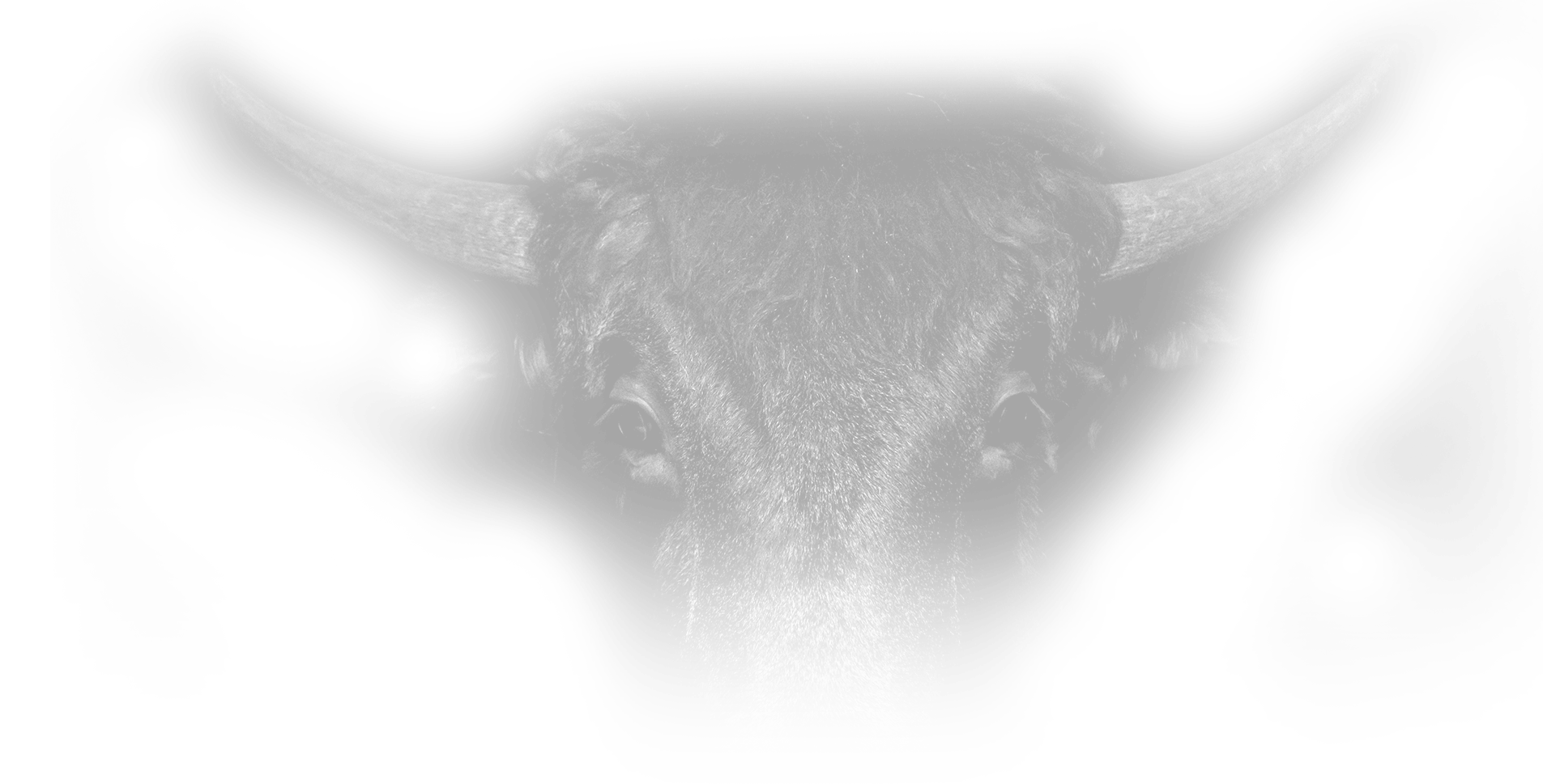 Footer Bull Image